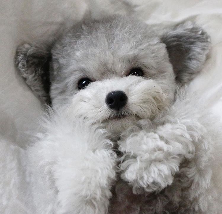 toy poodle grey